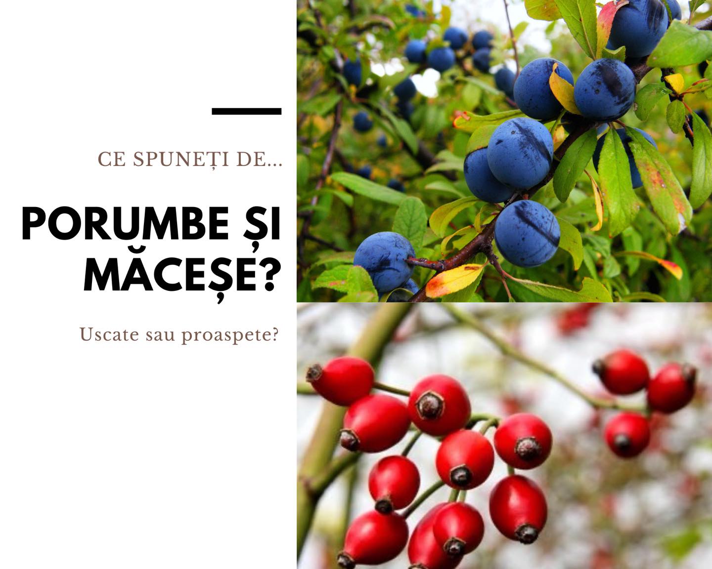 May be an image of fruit and text that says 'ce SPUNEȚI DE... PORUMBE ȘI MĂCEȘE? Uscate sau proaspete?'